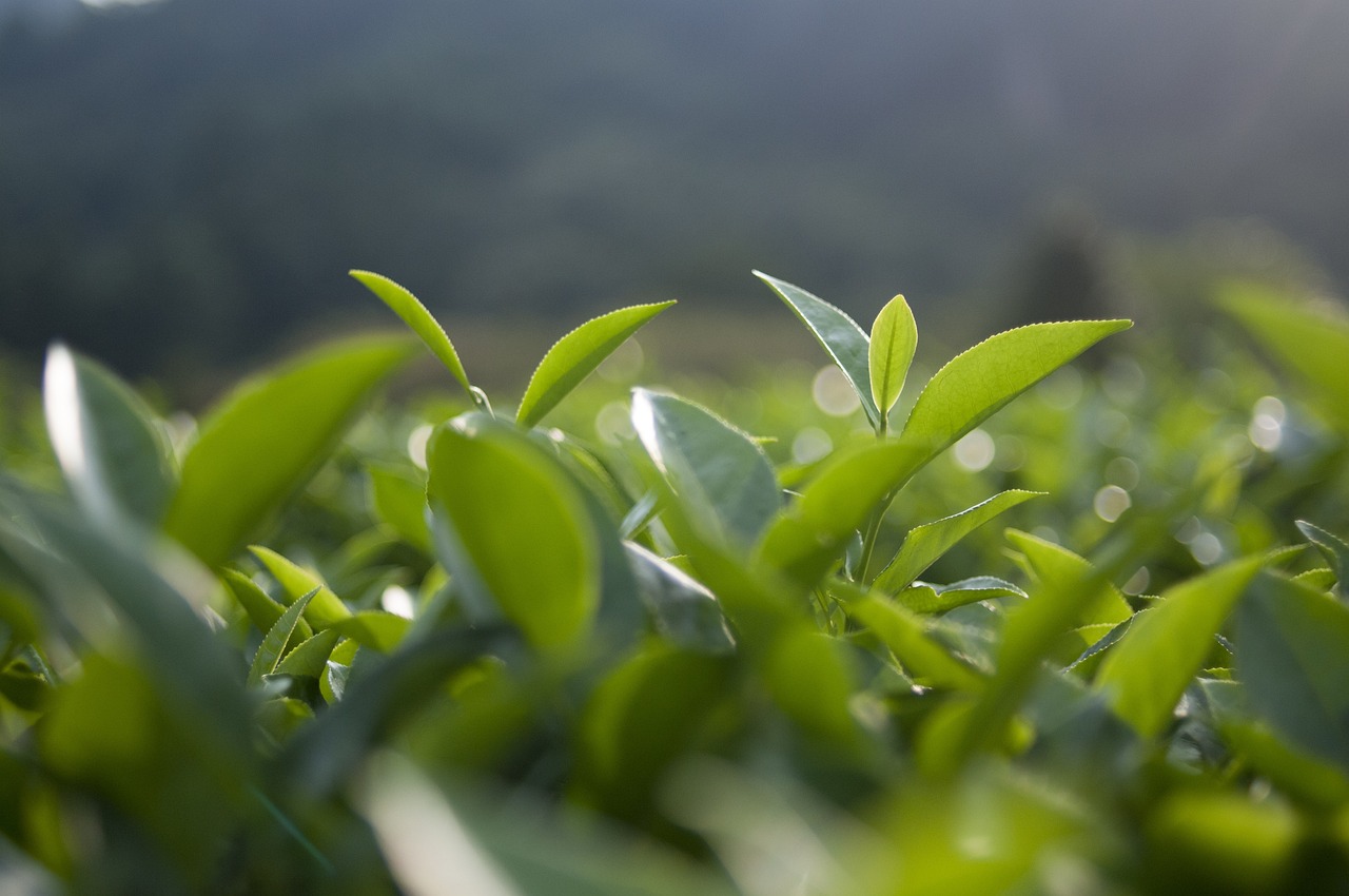 茶香之旅，解锁茶叶保存的秘籍，让每一口都如初遇般清新