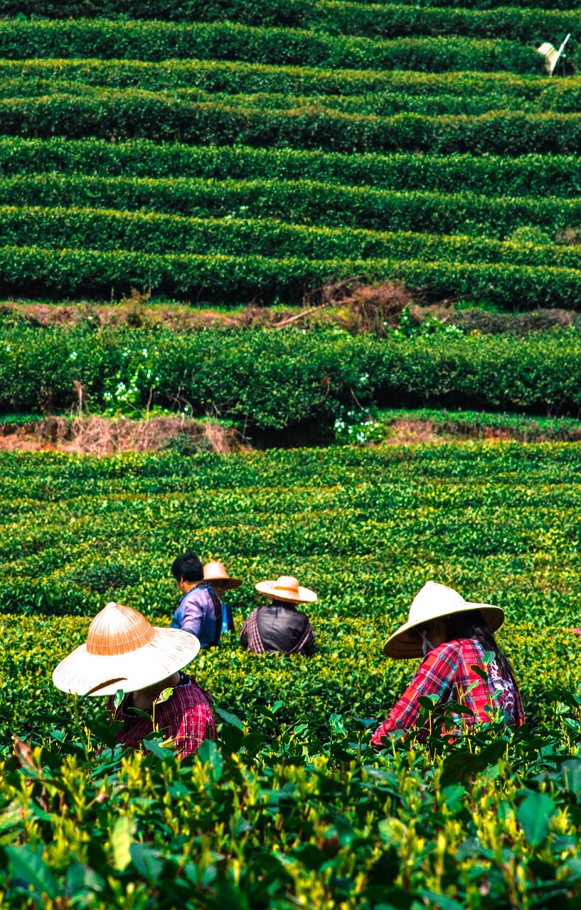 重庆茶叶的香醇之旅，从古道茶香到现代品茗文化